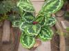 Calathea rosea - picta